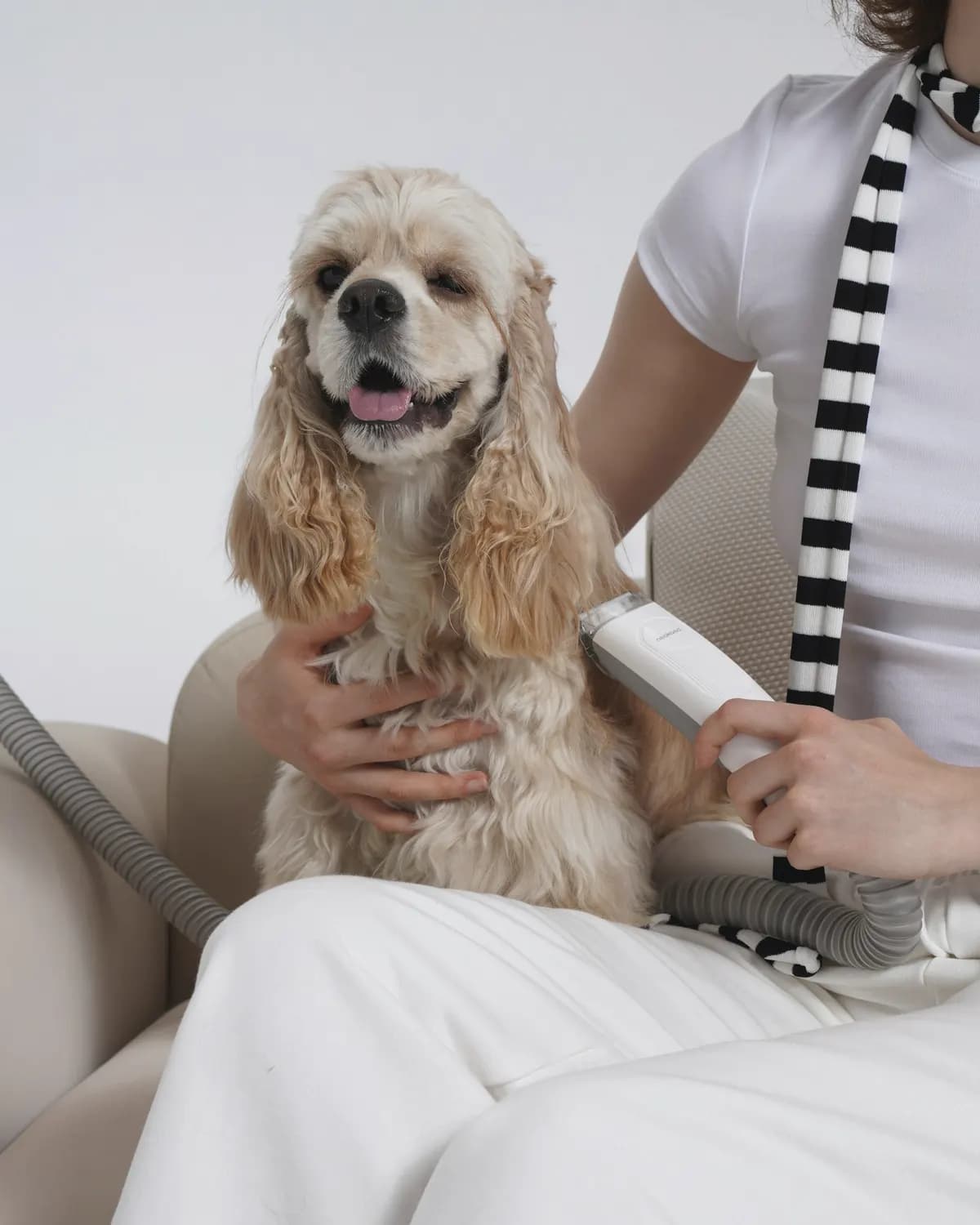 Groomer blow-drying a smiling cocker spaniel